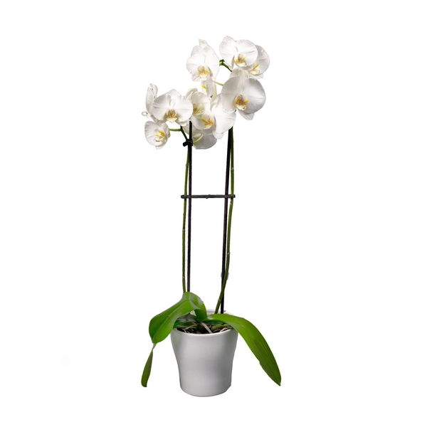 White Orchid Elegance